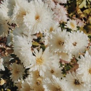 Meet your Posher, Kaia